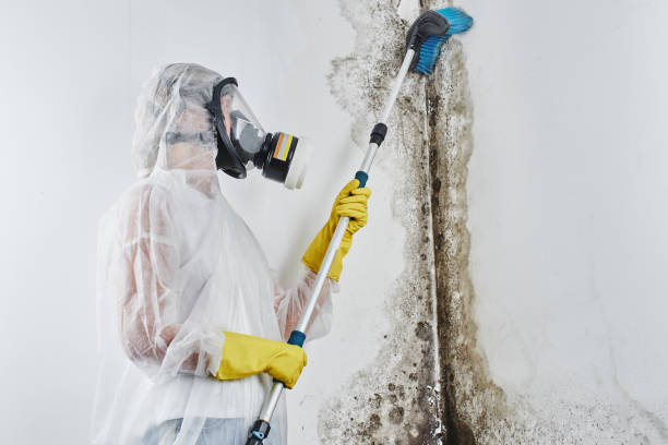 Best Post-Flood Mold Remediation in Laguna Beach, CA