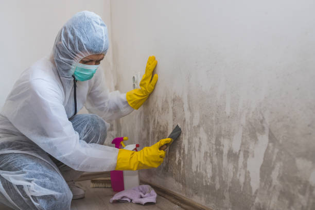 Best Emergency Mold Remediation in Laguna Beach, CA