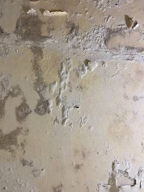 Best Black Mold Remediation in Laguna Beach, CA