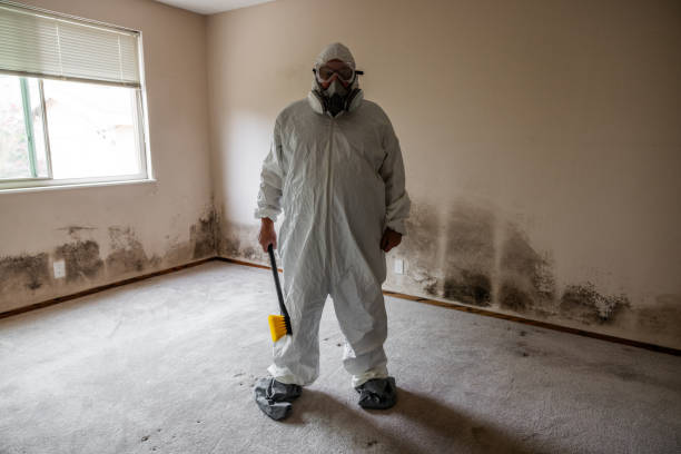 Best Attic Mold Remediation in Laguna Beach, CA