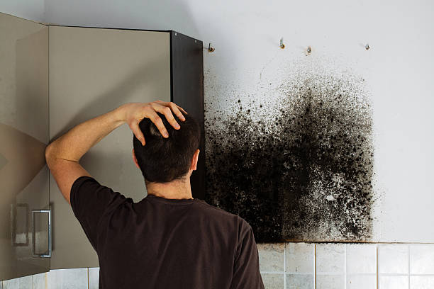 Best Crawl Space Mold Remediation in Laguna Beach, CA